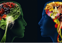 10 საკვები, რომელიც გაგიუმჯობესებთ მეხსიერებას, ტვინის ფუნქციონირებასა და ჯანმრთელობას!