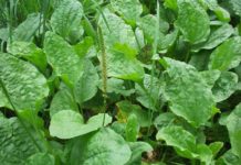 გჯერათ თუ არა, ეს სარეველა, რომელიც თითქმის ყველგან იზრდება, პლანეტის საუკეთესო წამალია!