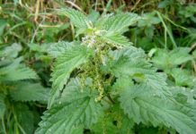 ბუნებრივი სხეულის დეტოქსიკაცია ჭინჭრის წვენით!!