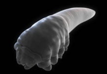 საშინელი პარაზიტები, რომლებიც ყველა ადამიანის სახეზე ცხოვრობენ! მათი ნახვა შემზარავია!