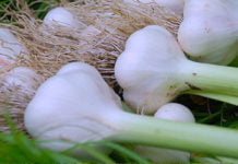 შემოგთავაზებთ ხალხური მედიცინის უძლიერესი სამკურნალო საშუალების რეცეპტს, რომლის ძირითადი იგრედიენტი ნიორია.