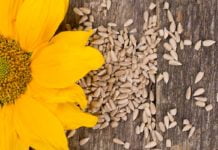 ამის წაკითხვის შემდეგ მზესუმზირის თესლების მომარაგებას დაიწყებთ – ხალხური მედიცინის საოცრება