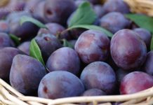 რა სარგებელი მოაქვს შავი ქლიავის ჩირს და როგორ გამოვიყენოთ ის ?!