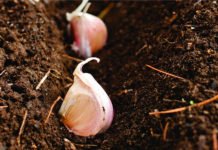 სისხლის გაწმენდის მეთოდები ხალხური მედიცინის თაროებიდან – ეფექტური მკურნალობა