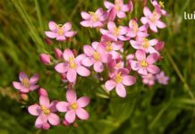 ასისთავა – ნაწლავების სწორი ფუნქციონირებისთვის