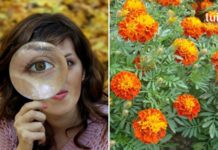 გადადეთ სათვალეები გვერძე! მხოლოდ 1 ინგრედიენტი დაგეხმარებათ მხედველობის გაუმჯობესებაში 97% -ით!!..