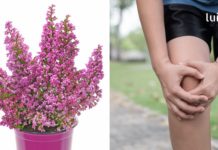 მომხმარებლის ნაამბობი – როგორ განიკურნა ართროზისგან