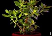 ფულის ხის სამკურნალო თვისებები, რომლის შესახებაც ცოტამ თუ იცის