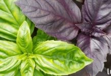 იცოდით რეჰანის 10 შესანიშნავი სარგებლის შესახებ? ეს შესანიშნავია