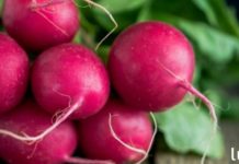 ამ ბუნებრივ საშუალებას შეუძლია აღადგინოს ფარისებრი ჯირკვალი, ნაღვლის ბუშტი და დაგეხმაროთ შეკრულობასთან ბრძოლაში!