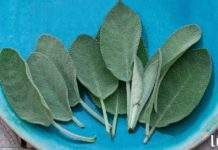 7 შოკის მომგვრელი რამ, რისი გაკეთებაც შეგიძლიათ, თუ სახლში სალბი გაქვთ