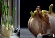 რატომ არ უნდა გადაყაროთ გაფცქვნილი ნიორი და როგორ გამოვიყენოთ ის? საოცარი თვისებები!