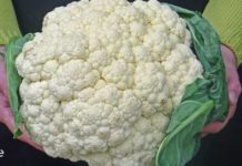 ყვავილოვანი კომბოსტო – წარმოუდგენელი დადებითი შედეგებისთვის