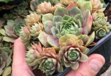 აურიეთ ეს 2 ინგრედიენტი და თავიდან აიცილეთ კისტები და ბოჭკოვანი წარმოქმნი! მხოლოდ 2 ინგრედიენტი და თქვენ ჯანმრთელი ხართ!