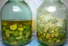 ეს მცენარე მრავალი დაავადების მკურნალია – გაეცანით მის გამოყენების ხერხებს.