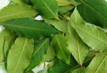 ვარიკოზული ვენები, შაკიკი და მეხსიერების პრობლემები – დაფნის ფოთოლს შეუძლია ამ ყველაფრის აღმოფხვრა!