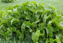 პირშუშხა ერთადერთი მცენარეა, რომელსაც ორგანიზმიდან გამოაქვს მარილები ფორების დახმარებით! ეს ნაცადი და ნამდვილი რეცეპტია!