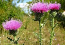 გაიგეთ რა არის კენჭოვანი დაავადების მიზეზები და როგორ უმკურნალოთ მას ხალხური მედიცინით.