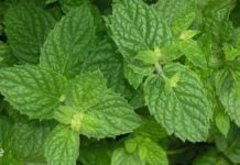 უძილობა და ნევროზი გაწუხებთ? მცენარეული საშუალებები დაგეხმარებათ მის დაძლევაში – ეს რეცეპტები დრომ გამოსცადა!