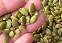 როგორ გამოვიყენოთ გოგრის თესლი ქოლესტერინის, ტრიგლიცერიდების, პარაზიტების, დიაბეტის, ყაბზობისა და სხვა დაავადების მოსაშორებლად?