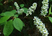 ამ მცენარის ყვავილს ბევრი დაავადების სამკურნალოდ გამოიყენებენ – ეს რეცეპტები ბებიამ მასწავლა.