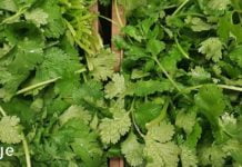 ქინძს შეუძლია სხეულისგან მძიმე მეტალების 80%-მდე ამოღება 42 დღის განმავლობაში. ეს არის ის, რაც აუცილებლად უნდა იცოდეთ!