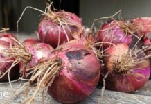 ექიმებმა დაადასტურეს: წითელი ხახვი მოქმედებს ფარისებრ ჯირკვალზე! ეს ყველა ქალმა უნდა იცოდეს!