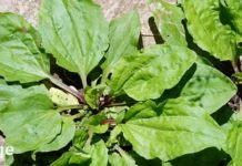 ალბათ ყველას გაგიგონიათ ამ მცენარის შესახებ! ეს არის ერთ-ერთი საუკეთესო სამკურნალო ბალახი!