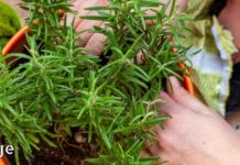 მეცნიერებმა აღმოაჩინეს: როზმარინს შეუძლია მეხსიერების 75%-ით გაუმჯობესება!