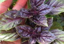 5 საუკეთესო ბუნებრივი ანტიბიოტიკები! აი რა უნდა იცოდეთ!