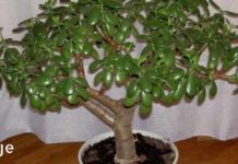 რისი გაკეთება შეუძლიათ ყველაზე ცნობილ მცენარეს?! ეს ყველამ უნდა იცოდეს!