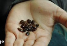 საზამთროს თესლი სასარგებლოა მრავალი ჯანმრთელობის პრობლემის სამკურნალოდ, როგორიცაა მაღალი წნევა, სტენოკარდია და ათეროსკლეროზი!