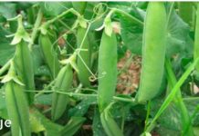 გავრცელებული ჩვევები, რომელიც ანადგურებს ჩვენს თირკმელებს და რჩევები მათი ჯანმრთელობის შესანარჩუნებლად! – ეს უნდა იცოდეთ!