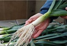 სამუდამოდ დაემშვიდობეთ დიაბეტს მედიკამენტების და დიდი ძალისხმევის გარეშე – ნახეთ რეცეპტი!