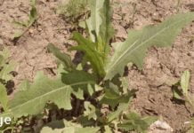 ბუნებრივი ტკივილგამაყუჩებელი საშუალება, რომელიც იზრდება თქვენს ბაღში!