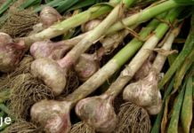 როგორ გამოვიყენოთ გაწურული ნიორი მხედველობის გასაუმჯობესებლად? საოცარი წამალია!