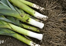 სამუდამოდ დაემშვიდობეთ დიაბეტს ყოველგვარი წამლისა და განსაკუთრებული ძალისხმევის გარეშე – რეცეპტი!