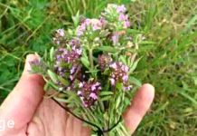 ალბათ ყველამ იცით ეს მცენარე, თუმცა მისი უამრავი სარგებლის შესახებ არ გსმენიათ, ისევე როგორც მე!