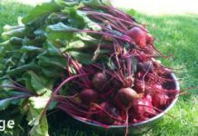 ამ 60 წლის ადამიანმა აღიდგინა მხედველობა, მოიშორა ცხიმი ღვიძლიდან და გაასუფთავა მსხვილი ნაწლავი მხოლოდ ერთი ბოსტნეულის გამოყენებით!