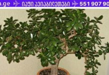 ეს მცენარე აუცილებლად უნდა გქოდეთ სახლში! ისწავლე მისი სწორად გამოყენება!