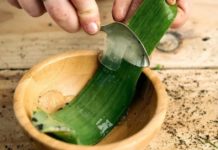 ეგვიპტელებმა ამ მცენარეს “უკვდავების მცენარე” უწოდეს! ეს არის ის, რაც ალოეს შეუძლია თქვენი ჯანმრთელობისთვის!