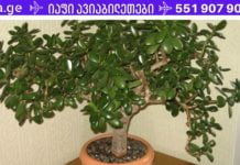 რისი განკურნება შეუძლია ბარაქის ხეს სწრაფად და ეფექტურად? arakis xe