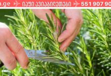 ძლიერი ბალახი გულის ჯანმრთელობის, სისხლძარღვების, თირკმელზედა ჯირკვლების, სახსრების, კანისა და თმის გასაუმჯობესებლად!