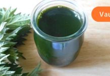 სხეულის ბუნებრივი დეტოქსიკაცია ჭინჭრის წვენით! ჯანმრთელობის გაუმჯობესების მნიშვნელოვანი ძალა ამ მცენარეშია!