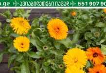 რა შეუძლია კალენდულას ყვავილებს? მისი ექსტრაქტი 200-ზე მეტი მედიკამენტის ნაწილია!