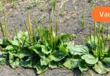 ეს სარეველა ერთ-ერთი ყველაზე სასარგებლო და ეფექტური წამალია პლანეტაზე!