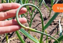 ნუ გადაყრით ნივრის ყლორტებს! ბევრმა არც კი იცის მათი სასარგებლო თვისებების შესახებ!