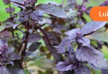 აი, როგორ უნდა მოიცილოთ ეფექტურად ფარისებრი ჯირკვლის პრობლემები! მარტივი, ბუნებრივი და 100%-ით ეფექტური!