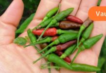 5 მიზეზი, თუ რატომ უნდა გიყვარდეთ ცხარე საკვები! – უბრალოდ მოუსმინეთ თქვენს სხეულს!