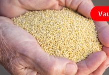 თირკმელებს ფეტვით ვწმენდთ! ვაშორებთ ქვიშას, ვშლით ქვებს და ვმკურნალობთ ცისტიტს!